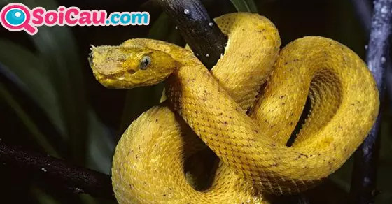 ngủ mơ thấy rắn vàng đánh đề con gì?