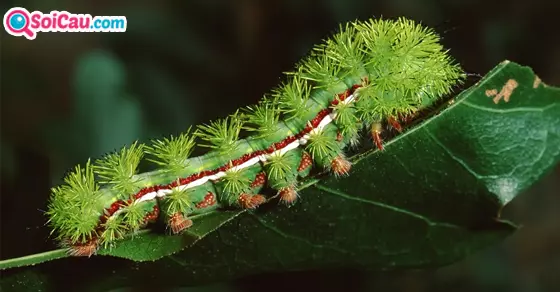 mơ thấy con sâu là số gì?