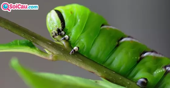 mơ thấy sâu là điềm gì?