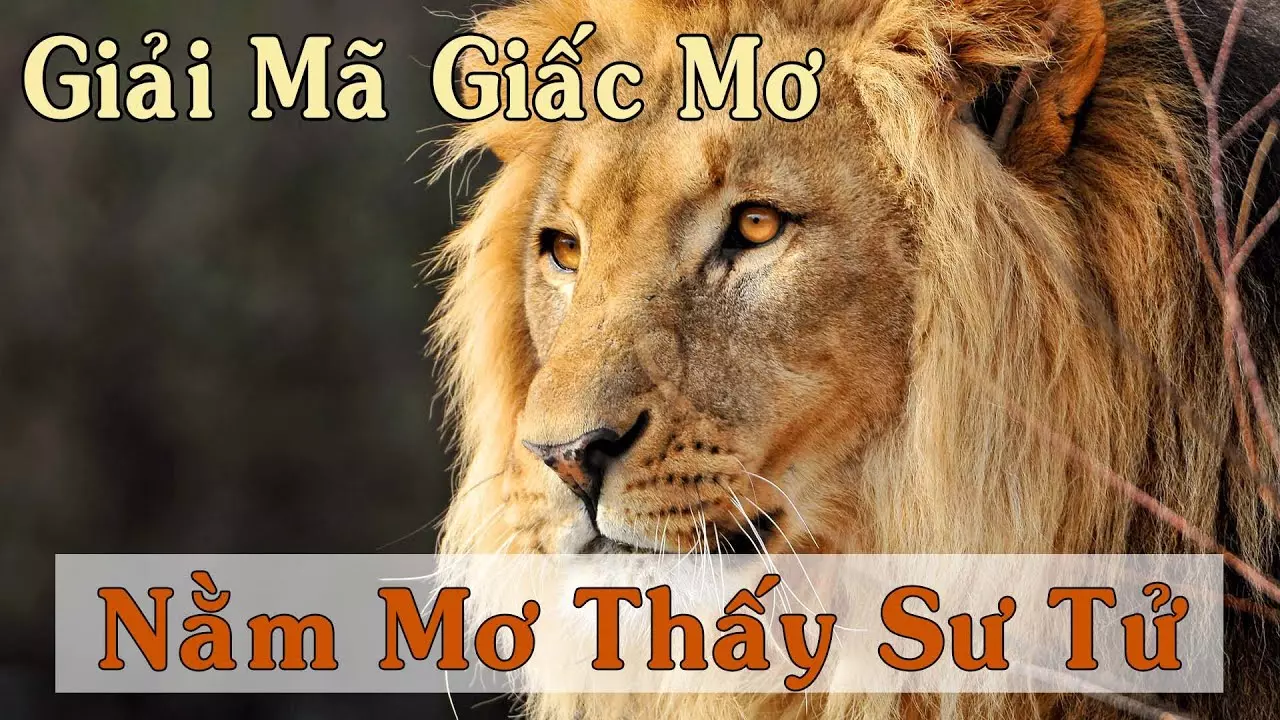 Giải Mã Giấc nằm mộng thấy Sư Tử đánh Con Nào? – Nohuclub