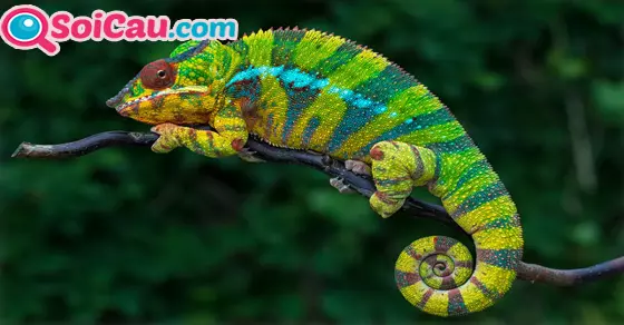 Ý nghĩa giấc mơ thấy con tắc kè