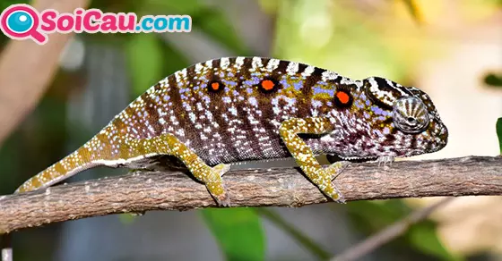 ngủ mơ thấy tắc kè đánh con gì?