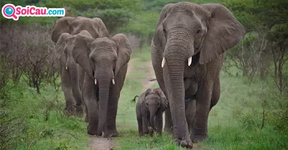 Mơ thấy con voi là số mấy?