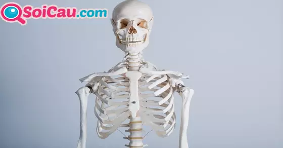 ngủ mơ thấy xương người đánh đánh đề con gì?