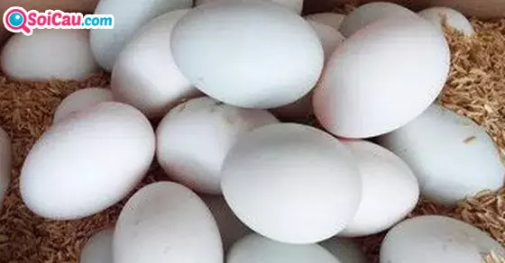 Mơ thấy trứng vịt là điềm gì?