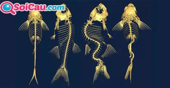 Ý nghĩa giấc mơ thấy xương cá