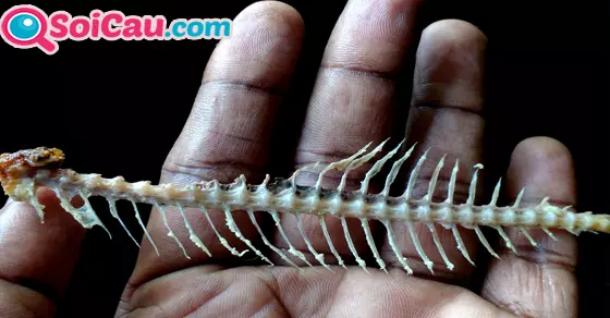 ngủ mơ thấy xương cá đánh đề con gì?