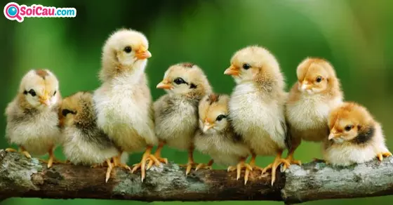 Chiêm bao thấy gà con đánh số mấy?