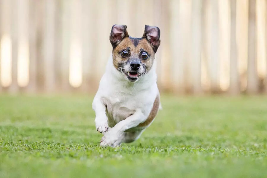 Mộng thấy chó đuổi theo mang ý nghĩa cần lưu ý những mối quan hệ trong xã hội