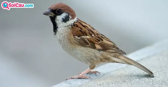 Giải mã giấc mơ thấy chim