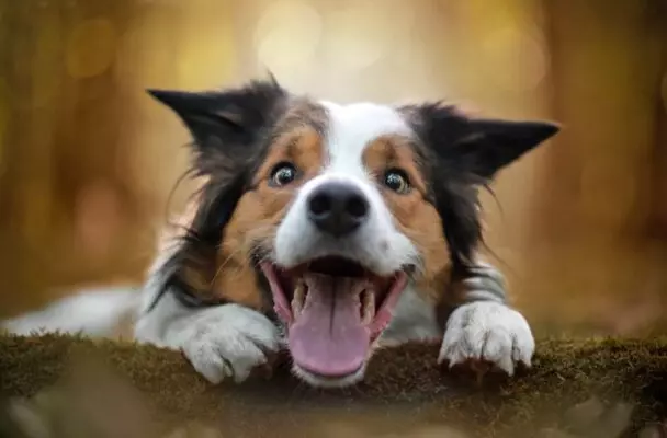 Nohuclub  mách nhỏ ngủ mơ thấy con chó đánh số gì?