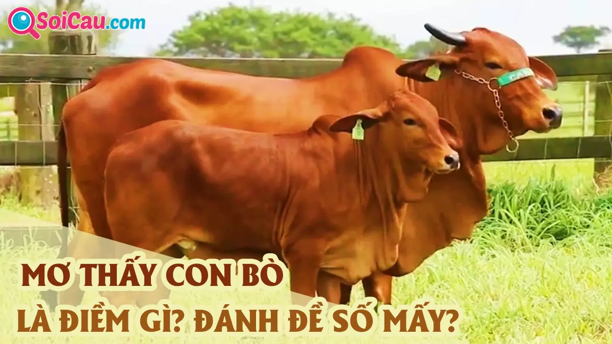 Mơ thấy bò đánh con gì? Nằm mơ thấy con bò là điềm báo gì?