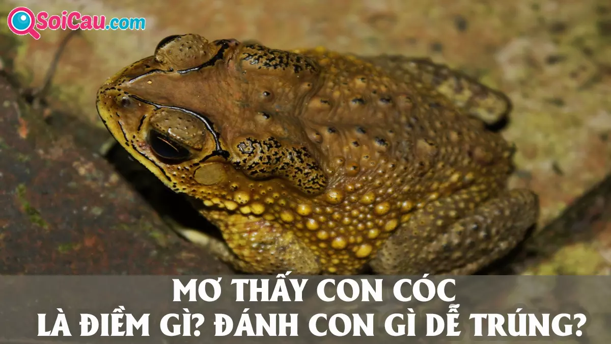 Mơ thấy con cóc số mấy? Giải mã giấc mơ thấy cóc là điềm gì?