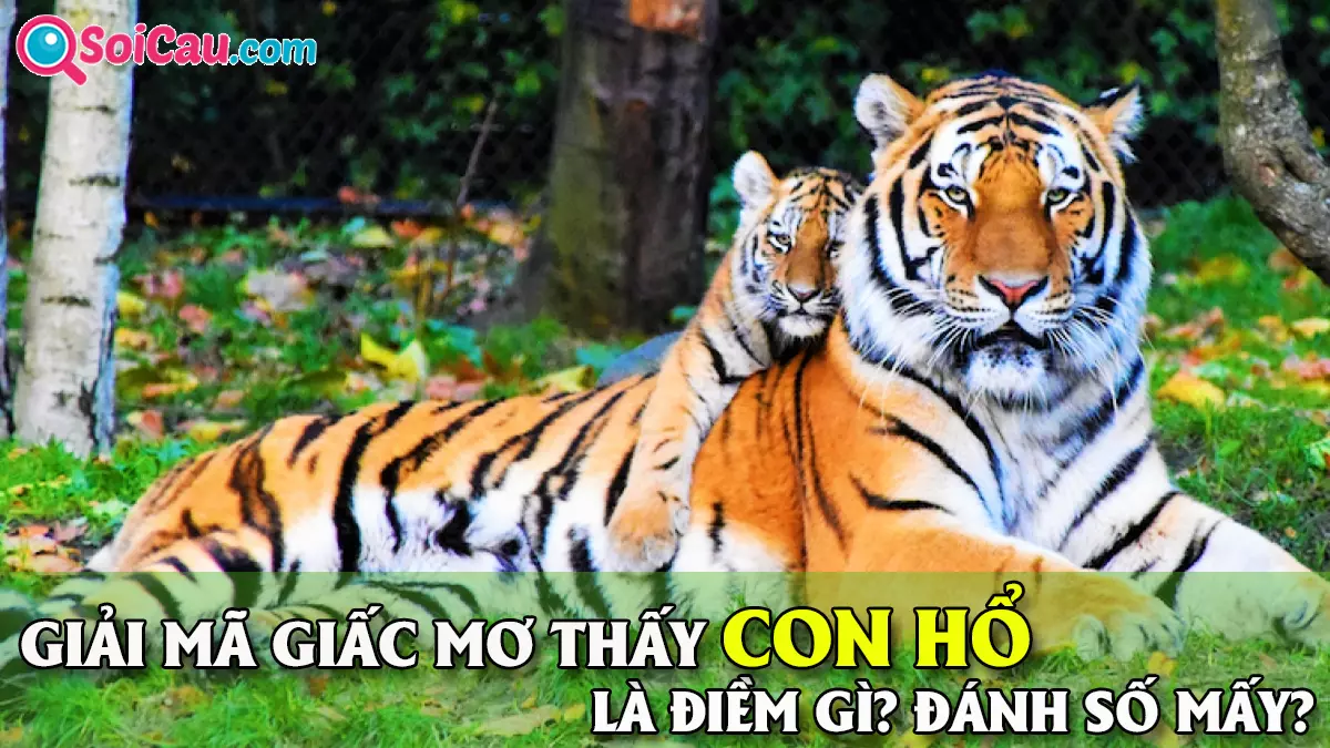 Mơ thấy hổ đánh con gì? Nằm mơ thấy hổ là điềm gì?