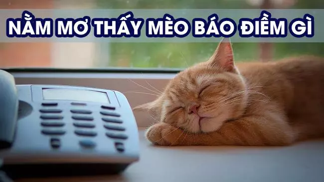Giải mã ý nghĩa nằm nằm mộng thấy con mèo là điềm gì?