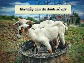 Vì sao Bạn Lại ngủ mơ thấy Dê? Ngủ mơ thấy dê báo hiệu điểm gì? – Nohuclub