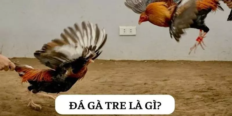 Đá Gà Tre Là Gì? Cách lựa chọn Gà Tre Hay Cho Tân Thủ – Nohuclub